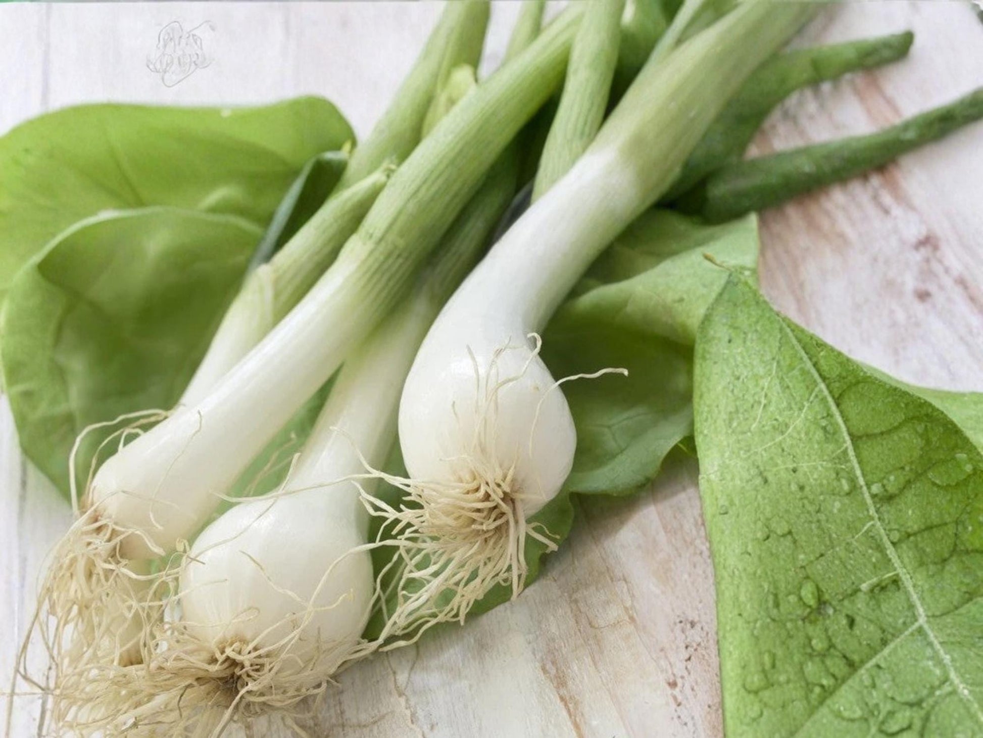 White Lisbon Bunching Onion Seeds – Heirloom Scallion Green, Non-Bulbing, Cool-Season Vegetable, 50 Seeds