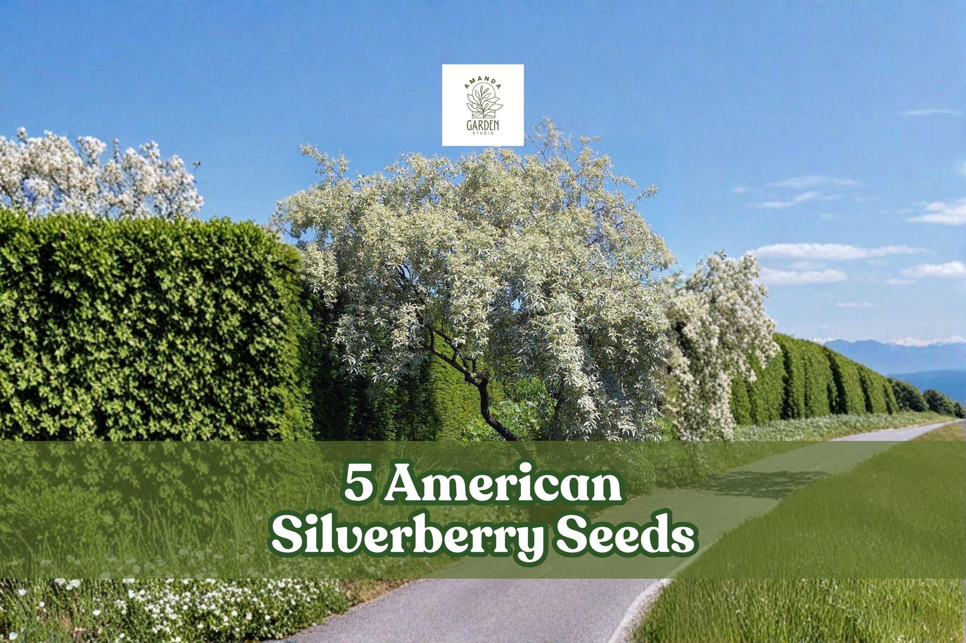 American Silverberry Seeds – Elaeagnus commutata – Ornamental Shrub for Garden and Landscape Planting