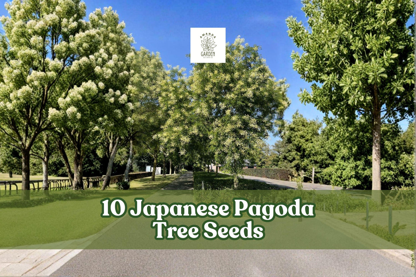 Japanese Pagoda Tree Seeds, Styphnolobium japonicum, Ornamental Deciduous Tree for Garden and Landscape Planting