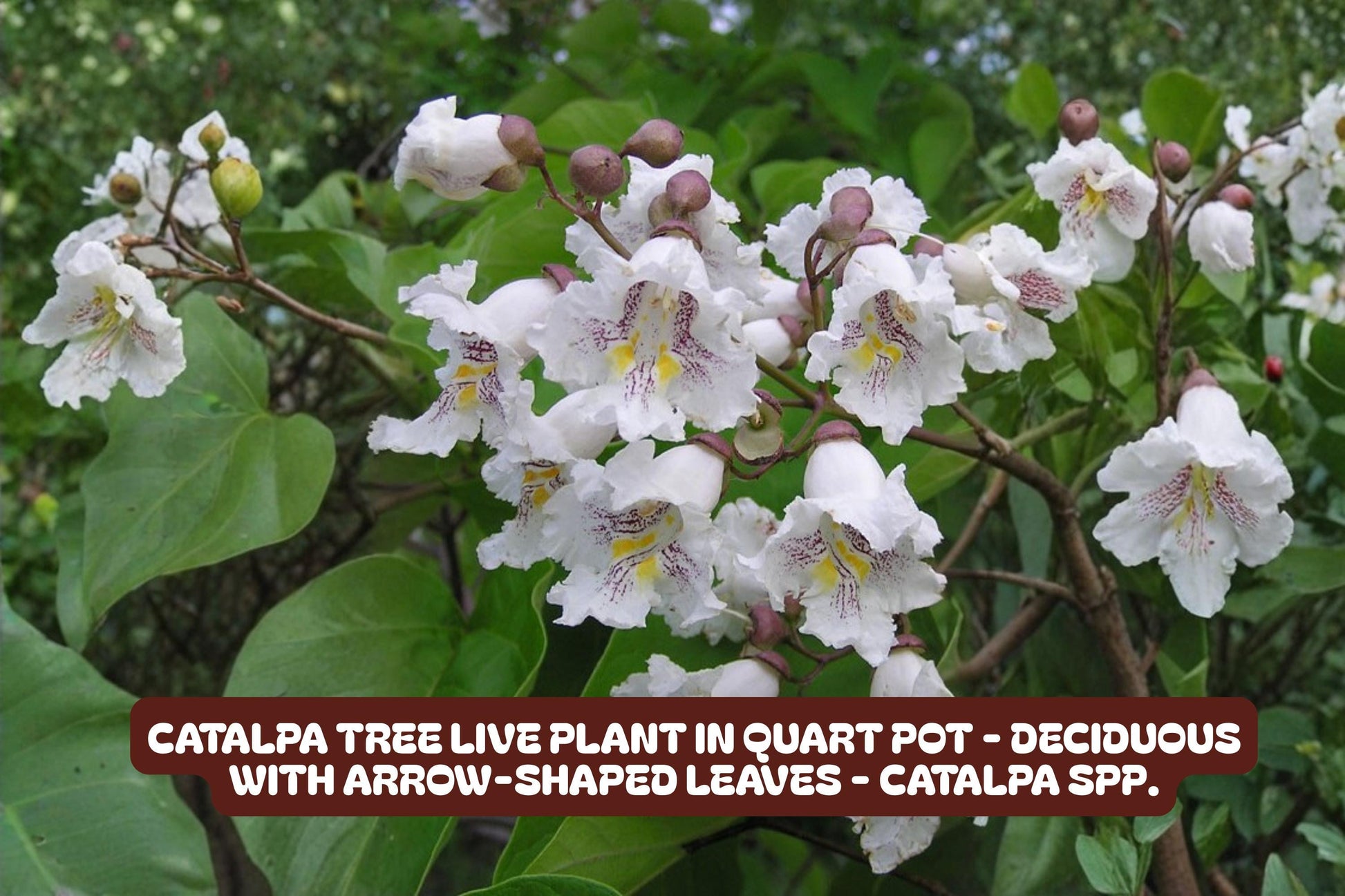Crown of Thorns Starter Plant - Golden Bell Variety - Euphorbia milii - Indoor/Outdoor Succulent - Drought Tolerant, Easy Care