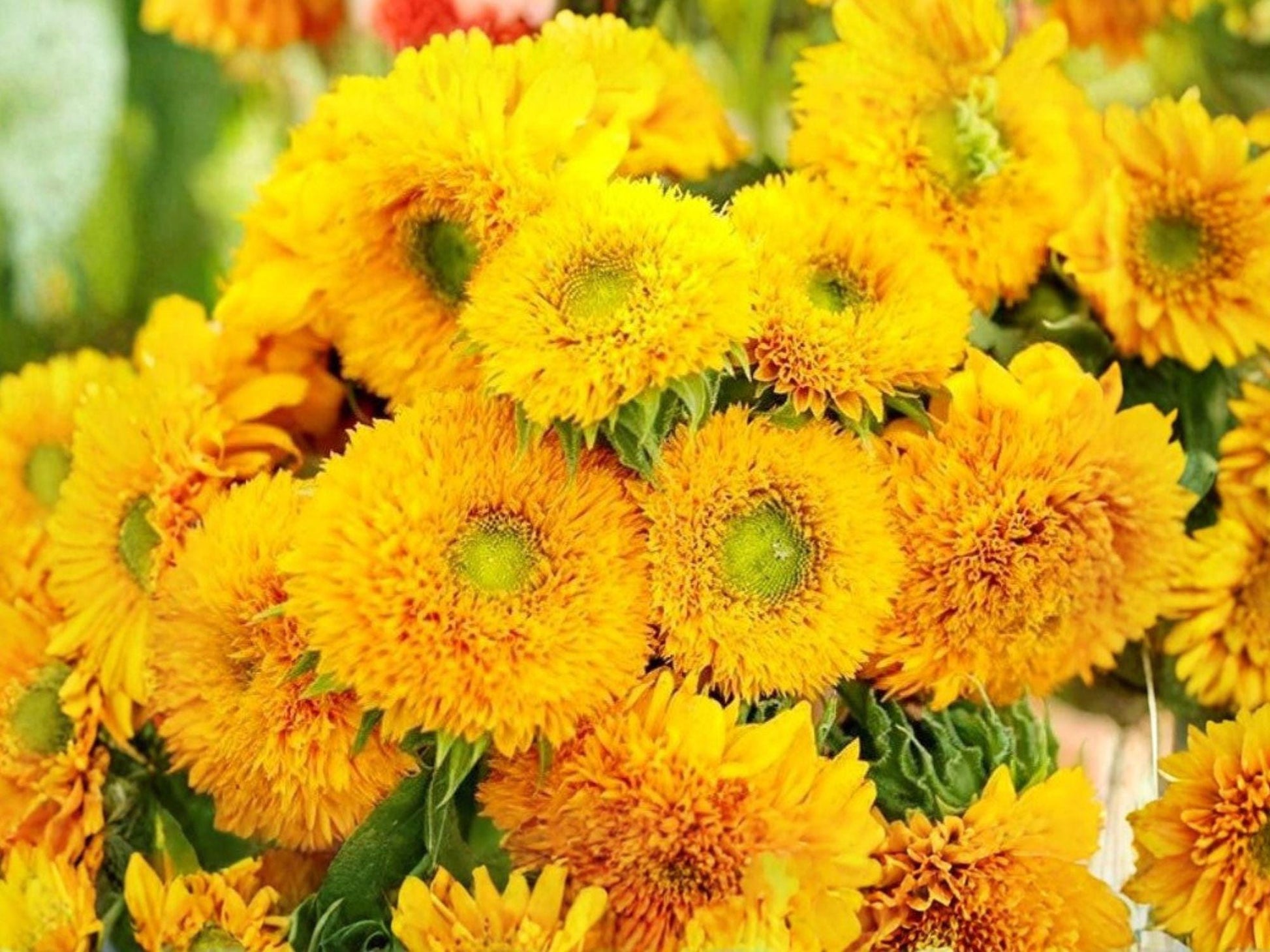 Teddy Bear Sunflower Seeds – Dwarf Sungold, Compact Golden Yellow Flower, Helianthus annuus, for Garden & Container Planting