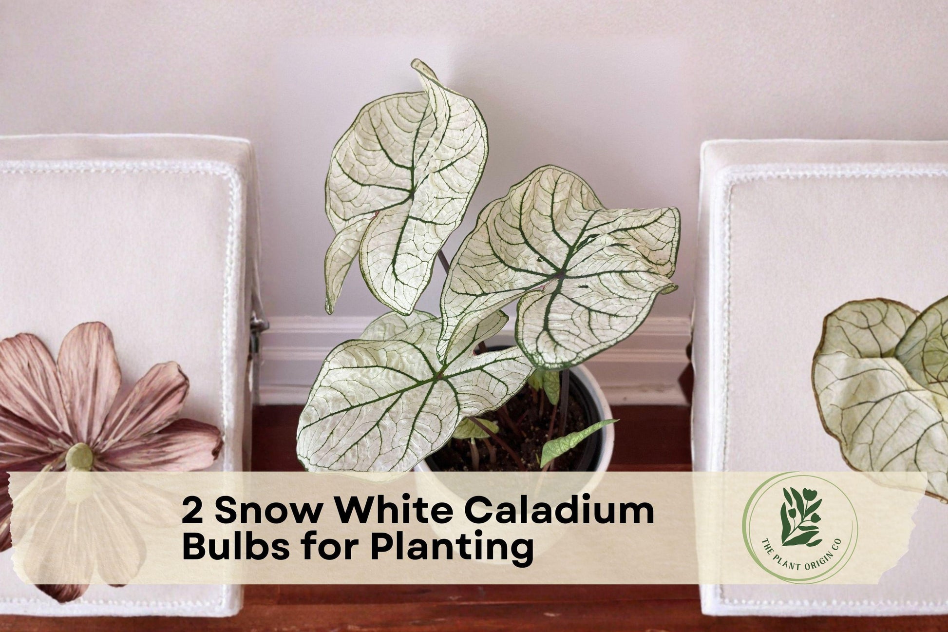 Snow White Caladium Bulbs – Fancy Leaf White Foliage, Shade Garden, Container Planting, Caladium spp.