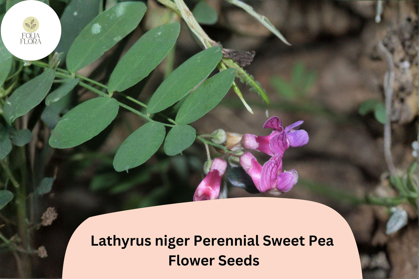 Lathyrus niger Perennial Sweet Pea Seeds | Dark Purple Climbing Vine for Garden Trellis & Arbors
