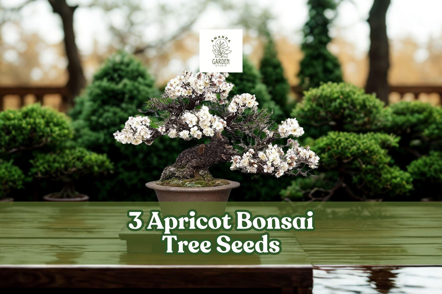 Apricot Tree Seeds for Planting – Prunus armeniaca, Bonsai & Fruit Tree Seeds, Ornamental & Small Tree Cultivation
