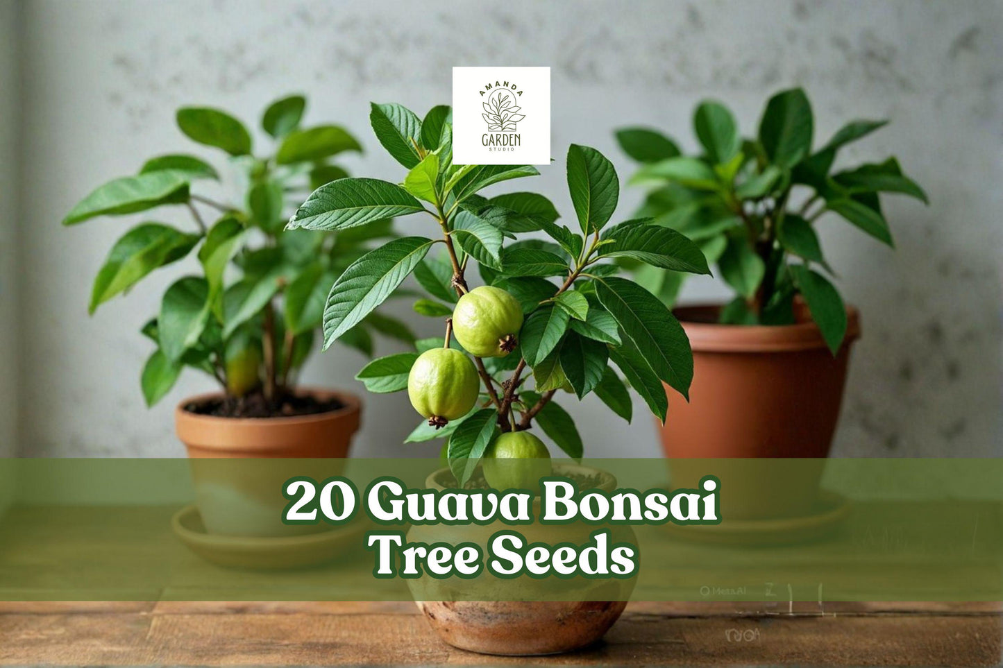 20 Guava Tree Seeds for Bonsai Planting, Tropical Fruit Tree, Psidium guajava, Indoor & Container Growing