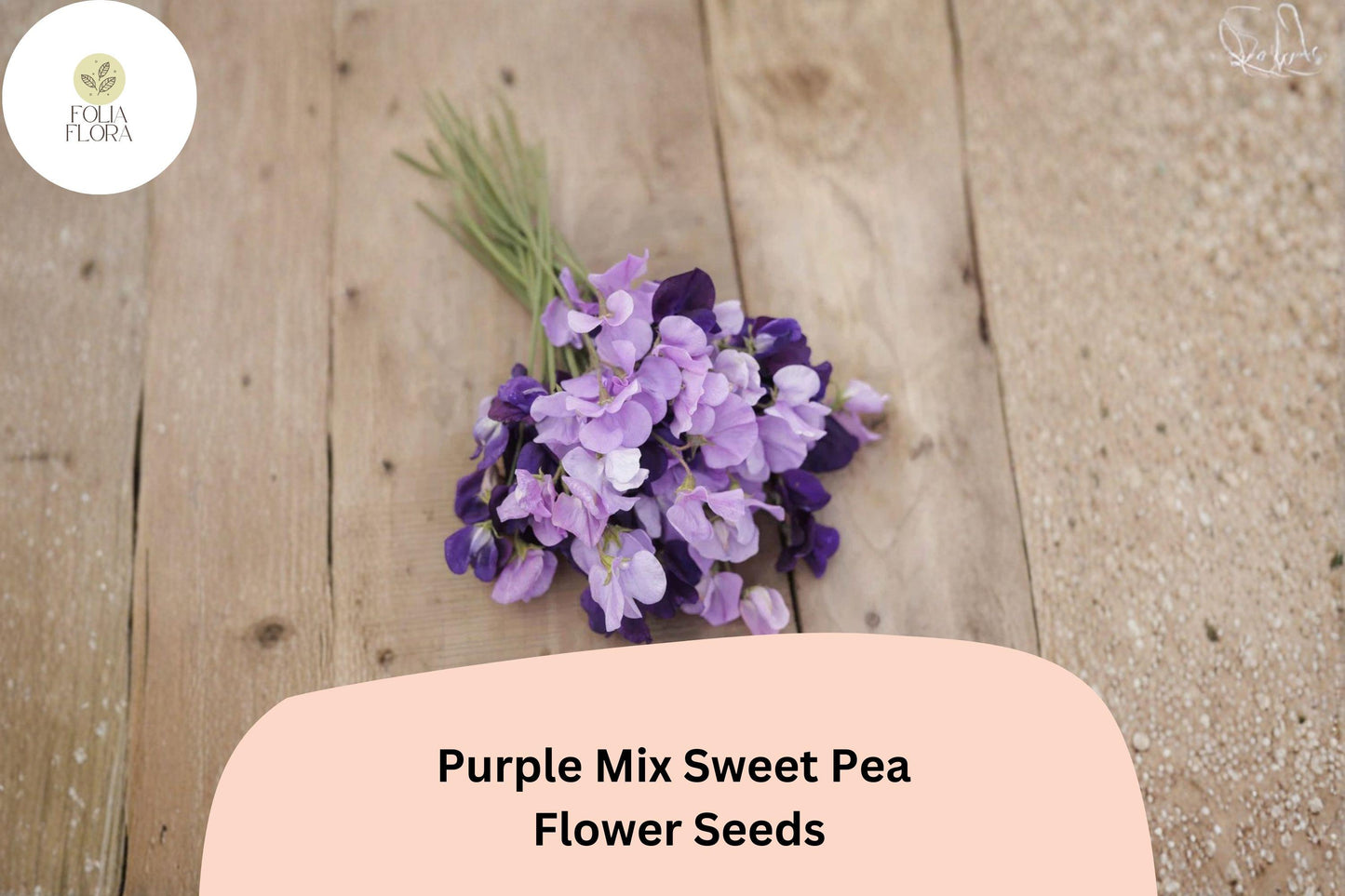 50+ Purple Mix Sweet Pea Seeds | Climbing Flower Varieties for Garden Trellis | Lathyrus odoratus