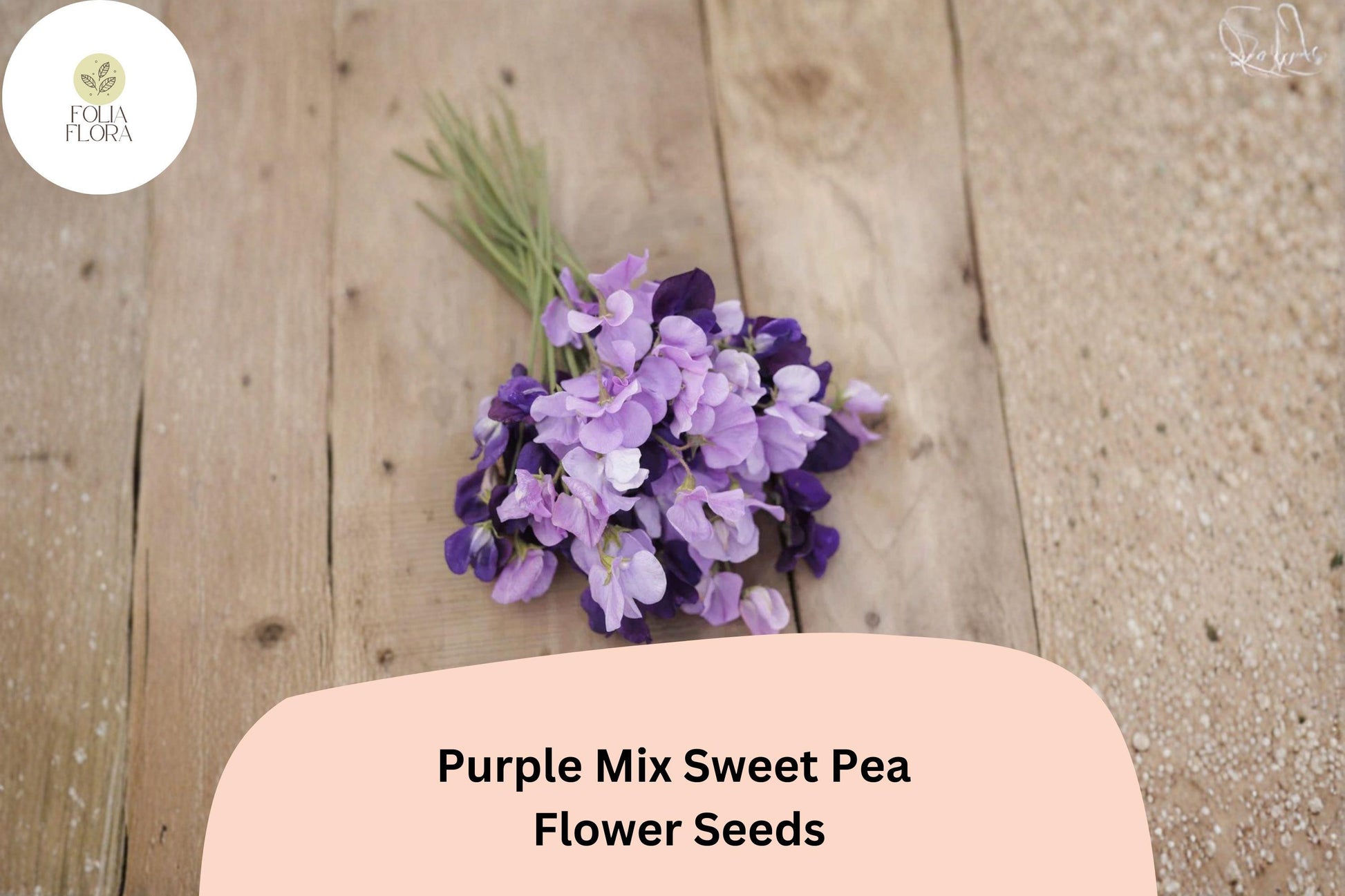50+ Purple Mix Sweet Pea Seeds | Climbing Flower Varieties for Garden Trellis | Lathyrus odoratus