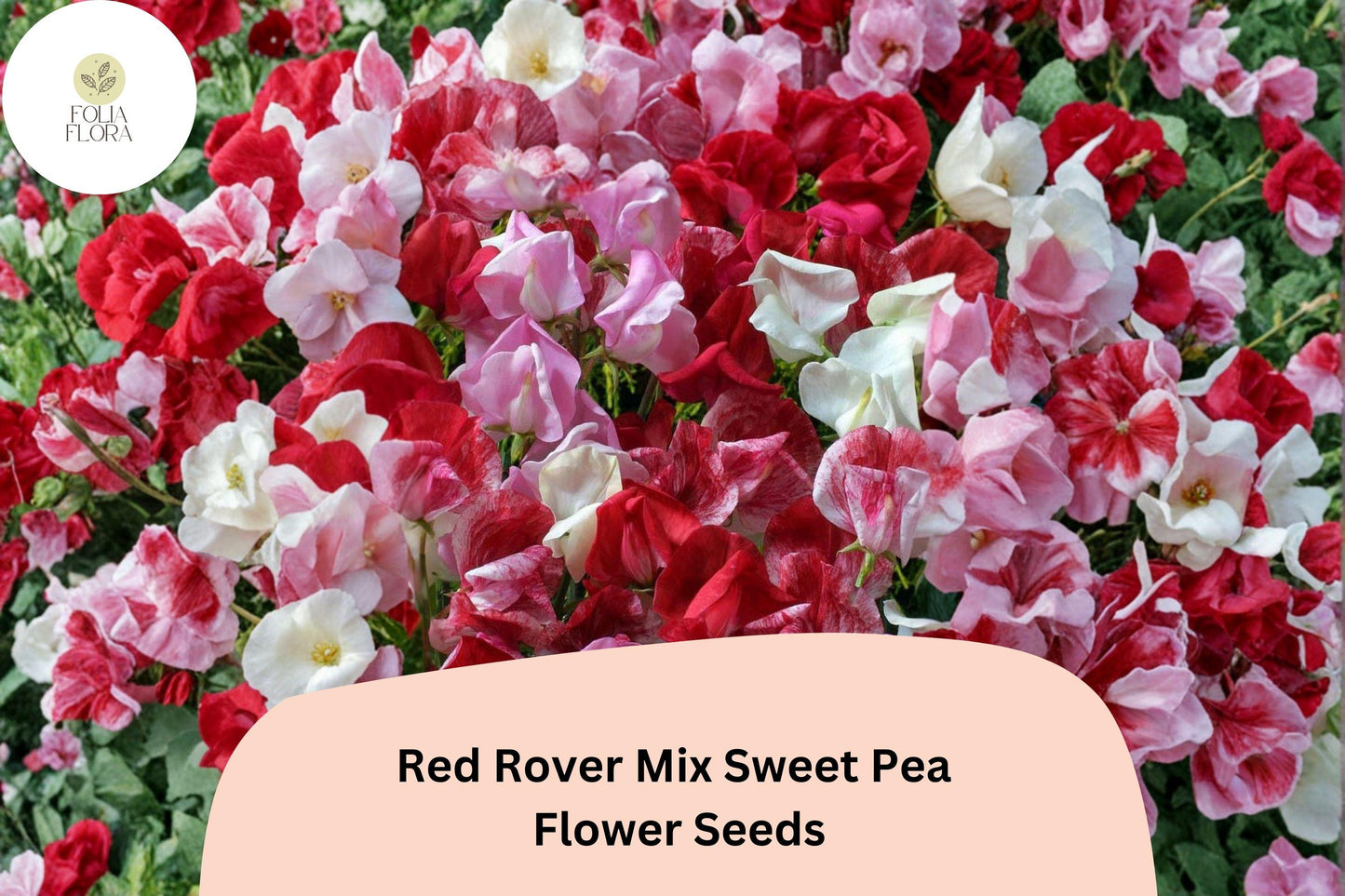 Red Rover Sweet Pea Seeds | Climbing Garden Flowers in Red Tones | Lathyrus odoratus Mix
