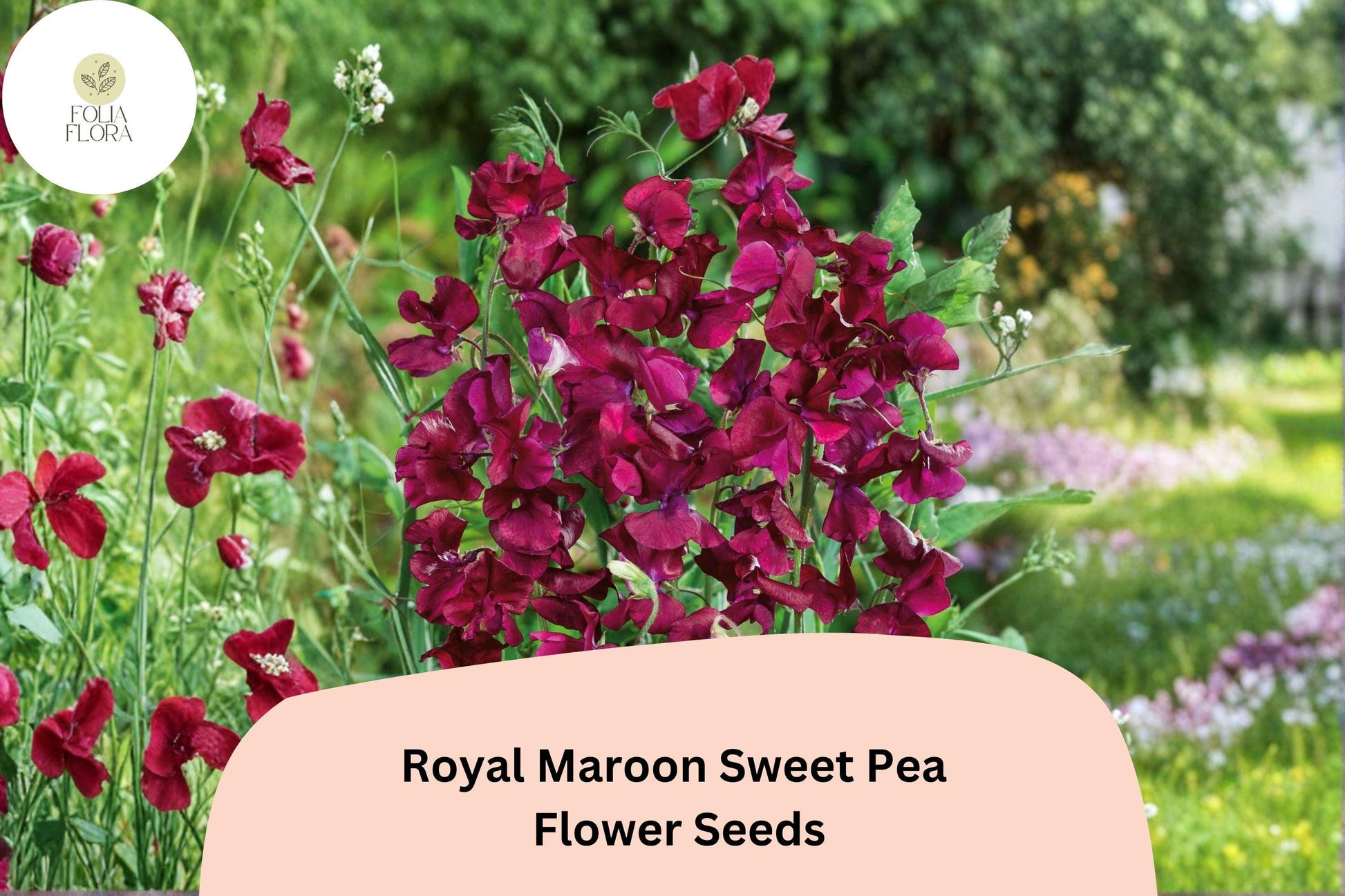 Royal Maroon Sweet Pea Seeds | Climbing Vine for Trellis & Garden | Deep Burgundy Flowers | Lathyrus odoratus