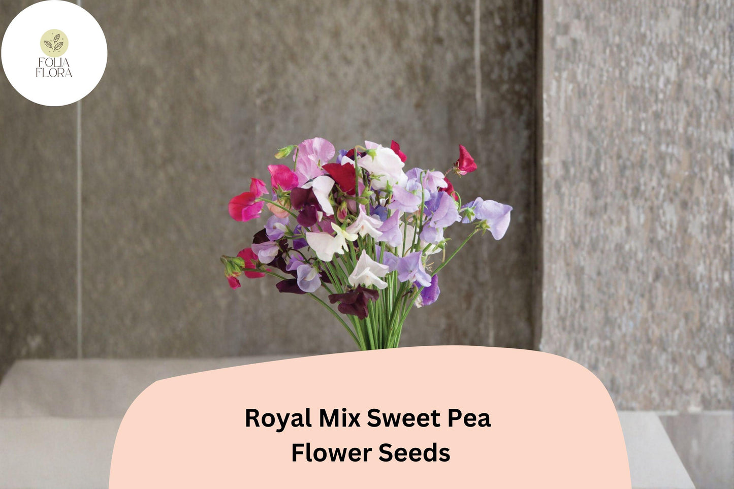 Royal Mix Sweet Pea Seeds | Assorted Jewel-Tone Climbing Flowers for Trellis & Garden | Lathyrus odoratus