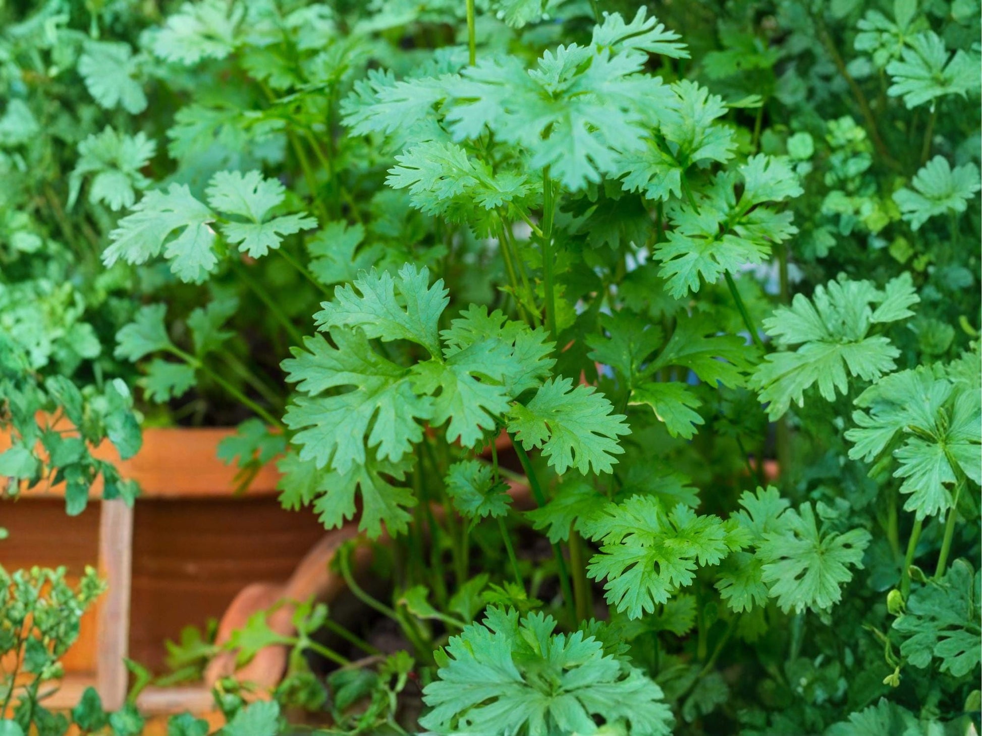 Cilantro Herb Seeds | Slow-Bolt Coriander ‘Leisure’ | Fresh Leaves & Seeds | 100 Seeds
