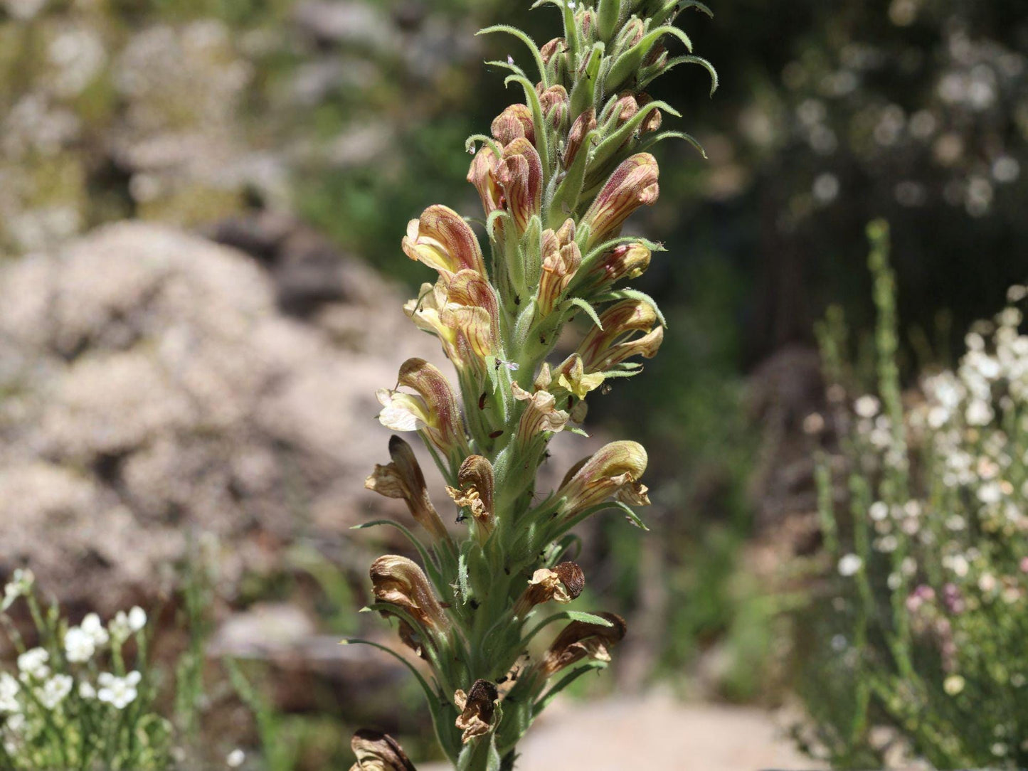 Pedicularis procera Seeds – Rare Alpine Wildflower for Gardens, Hemiparasitic Perennial, 100 Seeds