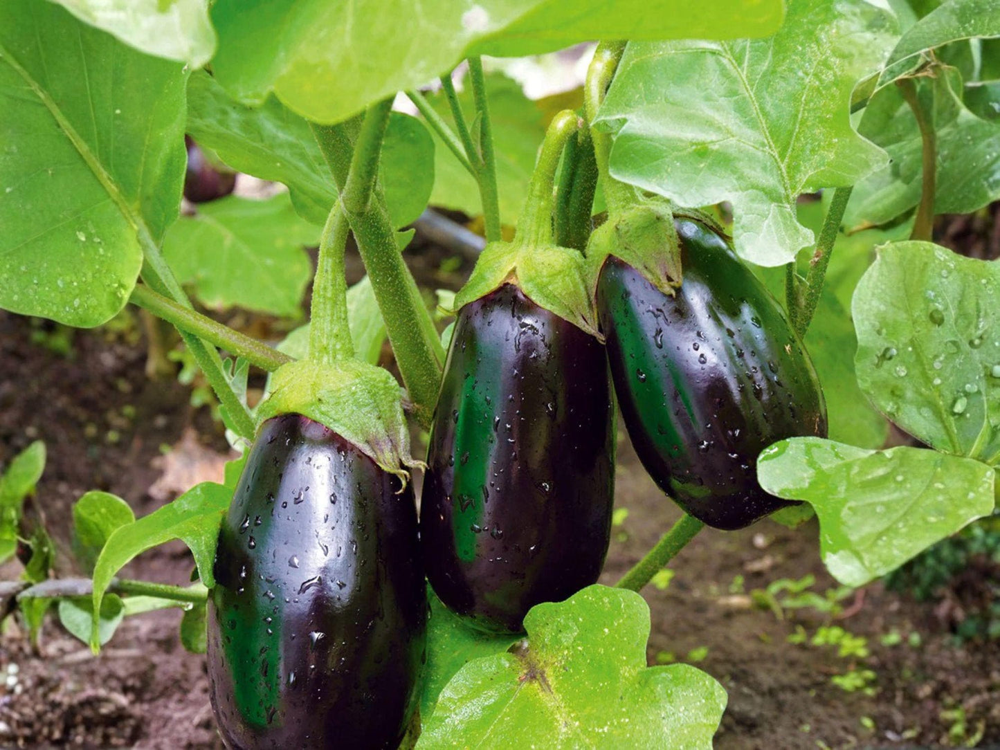 Black Beauty Eggplant Seeds, Vegetable Garden Plant, Deep Purple Fruit, Annual, 100 Seeds