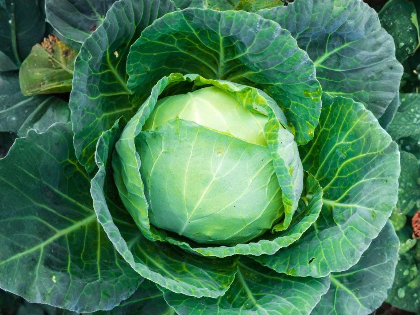 Danish Ballhead Cabbage Seeds – Heirloom, Cold Hardy, Large Dense Heads, Storage-Friendly, Brassica oleracea