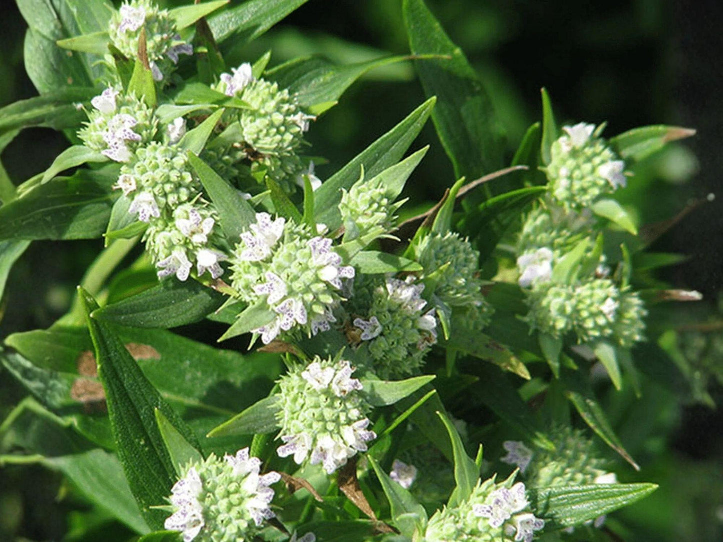 Mountain Mint Herb Seeds – Native Perennial, Aromatic, Pollinator-Friendly, 300 Seeds, Mentha canadensis