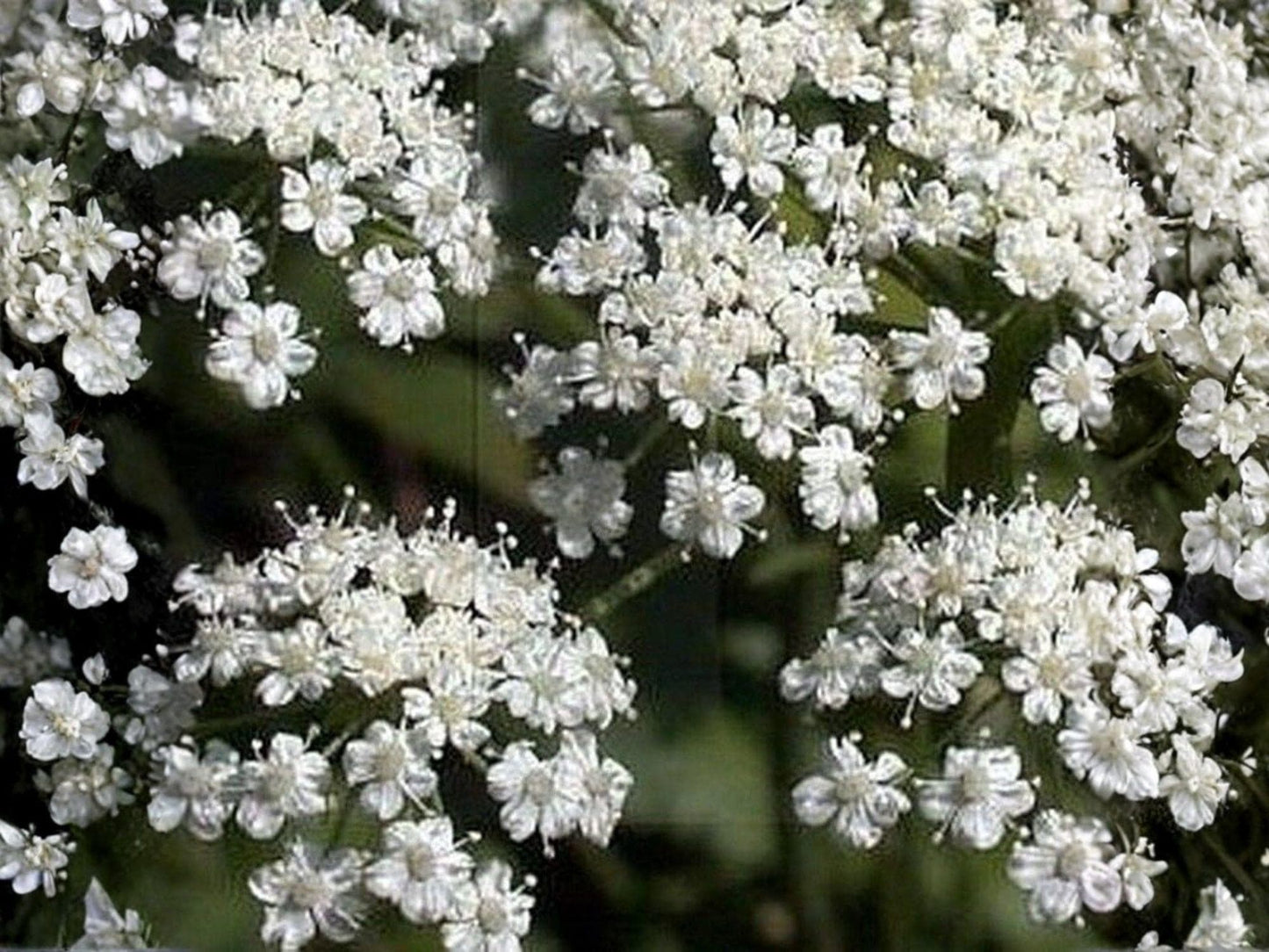 Anise Herb Seeds - Aromatic Licorice Flavor, Culinary & Medicinal Herb, 100 Seeds, Anise (Pimpinella anisum)