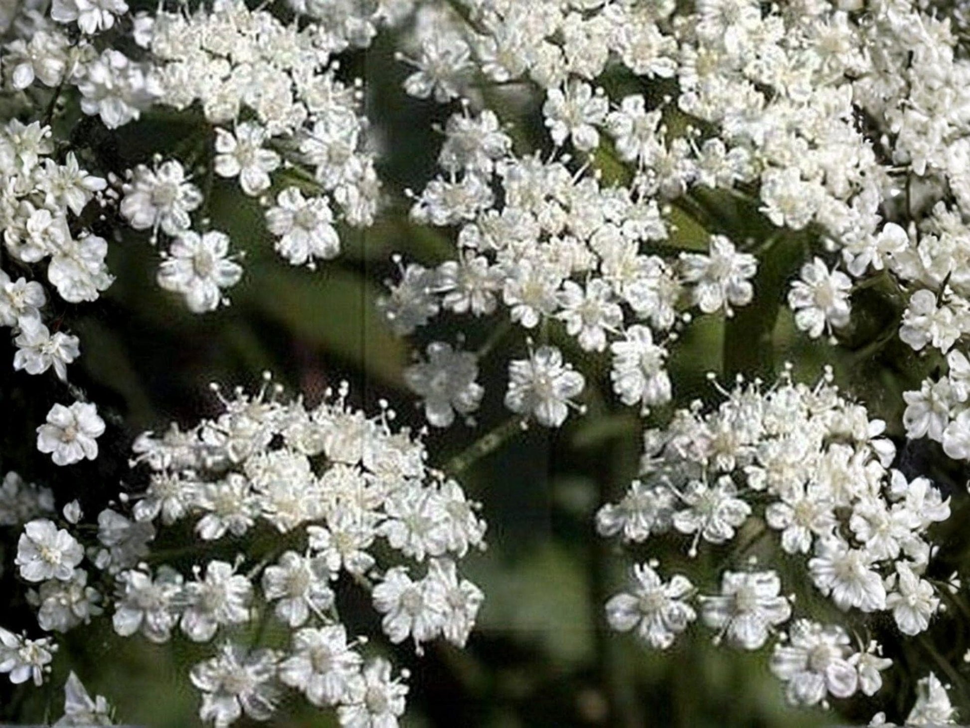 Anise Herb Seeds - Aromatic Licorice Flavor, Culinary & Medicinal Herb, 100 Seeds, Anise (Pimpinella anisum)