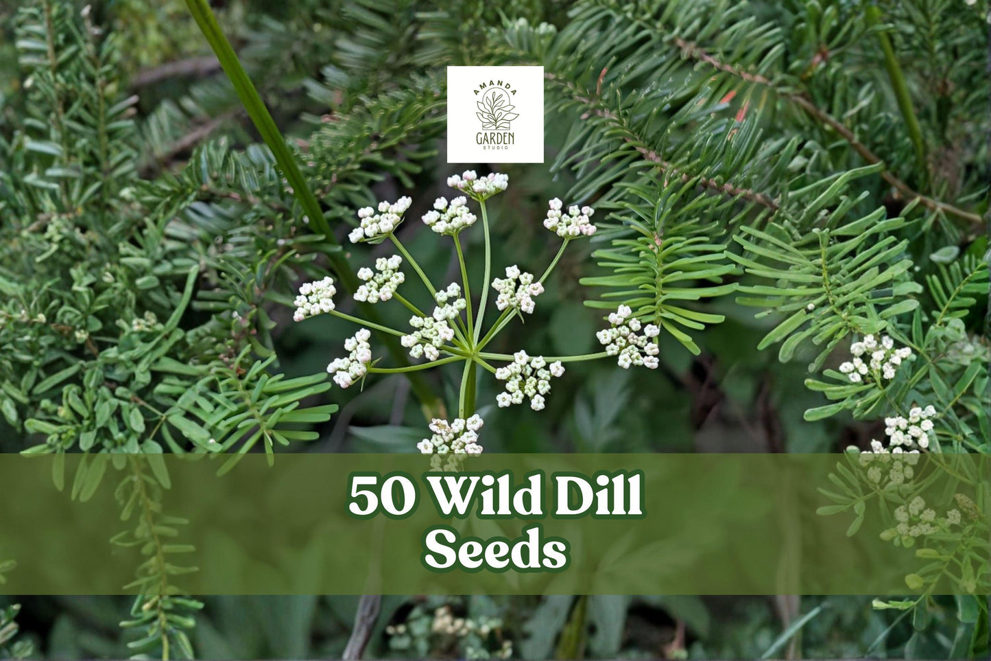 Wild Dill Seeds – Perideridia americana, Native Perennial Herb, White Blooms, Seasonal Growth, Planting Seeds