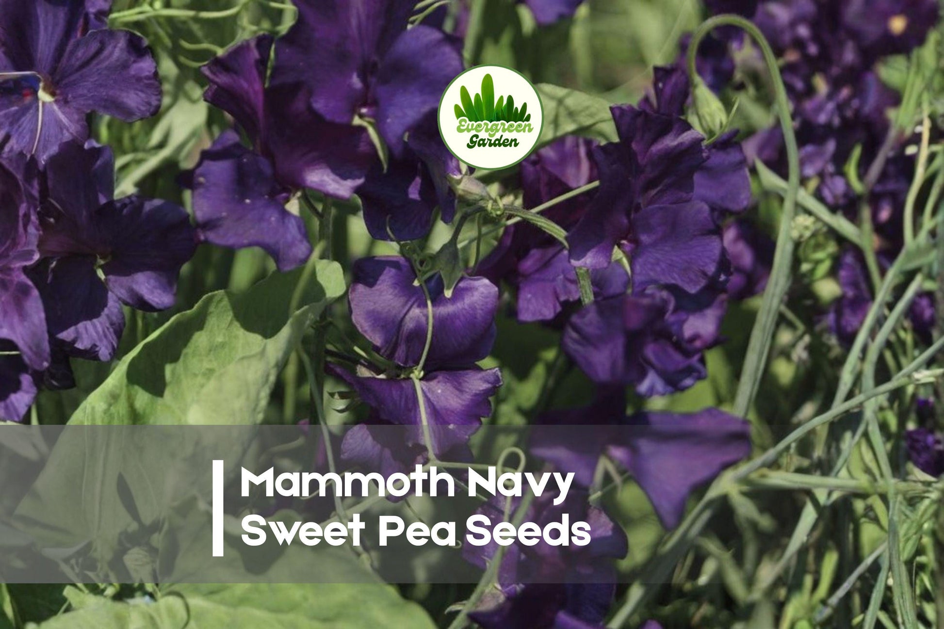 Mammoth Navy Sweet Pea Seeds – Deep Blue Blooms, Climbing Vine, Fragrant Flowering Annual, Lathyrus odoratus
