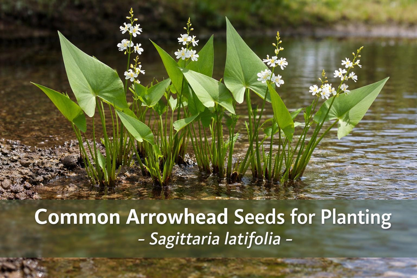 aquatic plant seeds, native wetland seeds, pond plant seeds, white flower seeds, perennial aquatic seeds, wet soil planting, water garden seeds, native North American seeds, wetland restoration seeds, rain garden seeds, aquatic perennial seeds, erosion control plants, wildlife habitat seeds