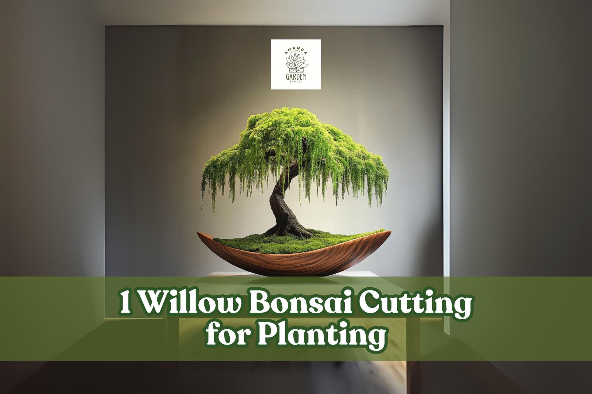 Willow Bonsai Cutting - Unrooted Salix spp. for Propagation, Ornamental Tree, Bare-Root Planting