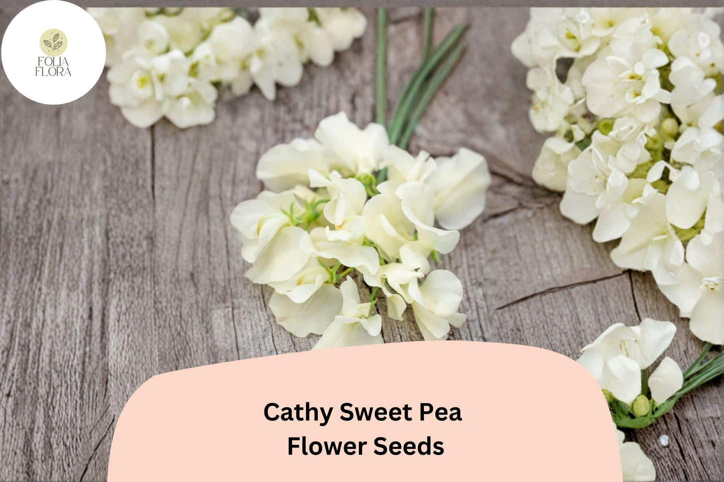 50+ Cathy Sweet Pea Seeds | Yellow Cream Climbing Flower Vine for Trellis & Garden | Lathyrus odoratus