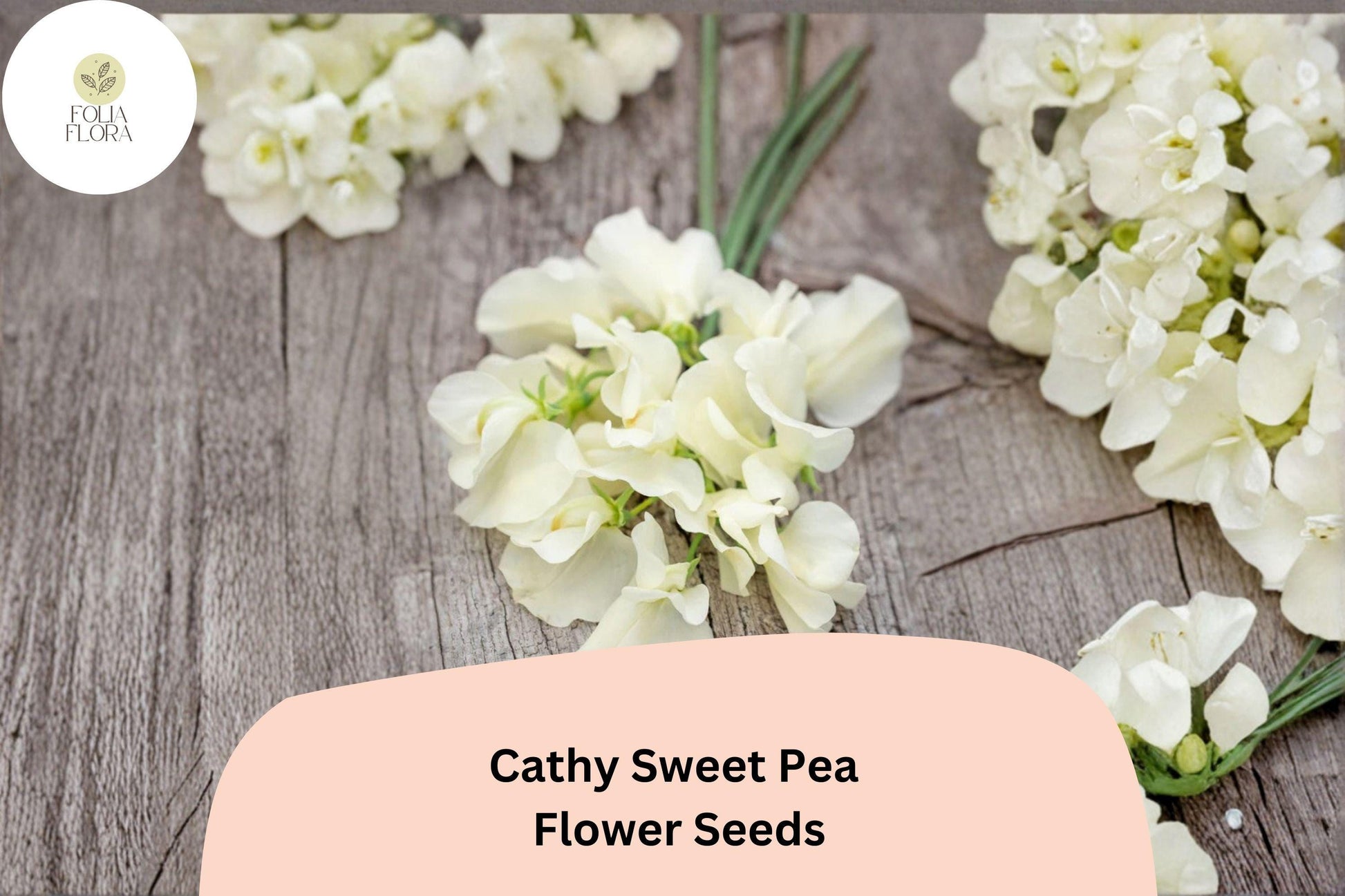 50+ Cathy Sweet Pea Seeds | Yellow Cream Climbing Flower Vine for Trellis & Garden | Lathyrus odoratus