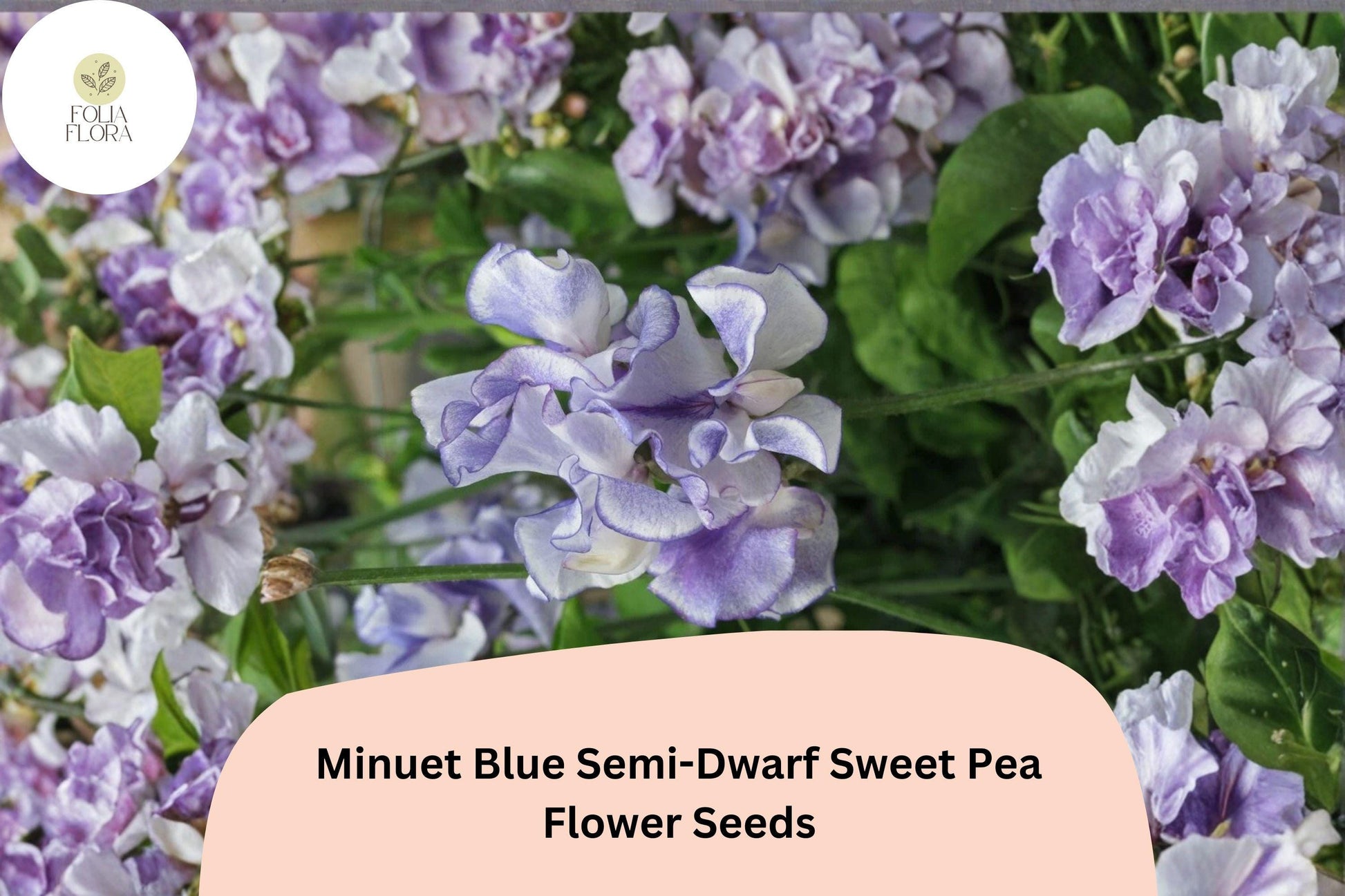 50+ Minuet Blue Semi-Dwarf Sweet Pea Seeds | Compact Blue Climbing Flowers for Garden, Trellis & Containers | Lathyrus odoratus