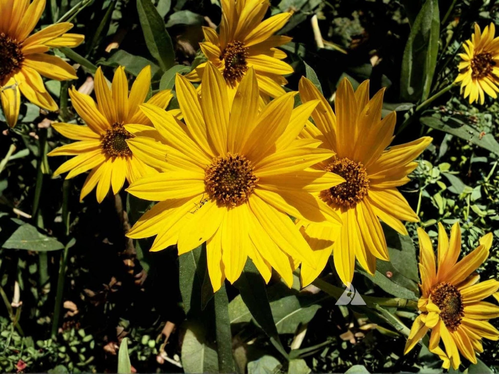 Maximilian Sunflower Seeds – Helianthus maximiliani – Native Perennial Wildflower for Pollinators – 50 Seeds