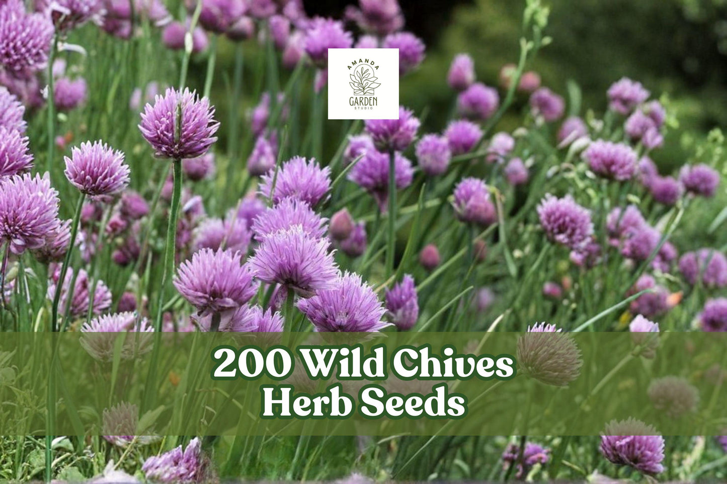 200 Wild Chives Herb Seeds for Planting – Allium schoenoprasum, Perennial, Clumping Green Leaves, Easy to Grow Herb Seed Pack