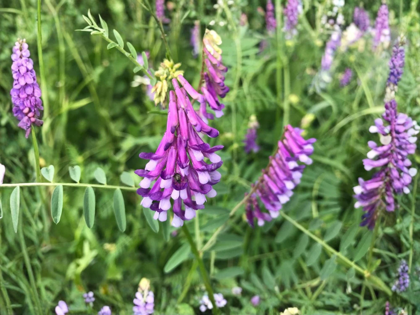 American Vetch Seeds – Native Nitrogen-Fixing Legume for Pollinator Gardens & Erosion Control – Vicia americana – 25 Seeds
