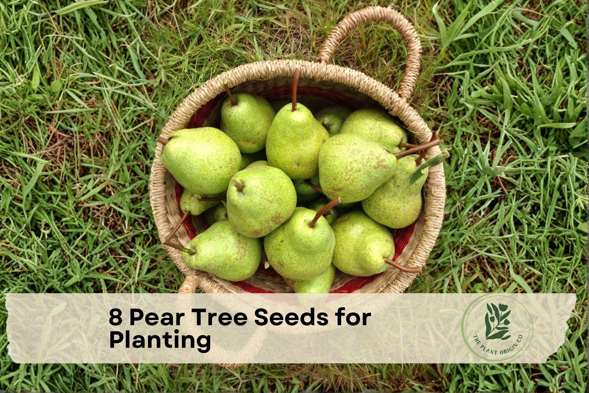 8 Pear Tree Seeds for Planting | Pyrus spp. Deciduous Fruit Tree for Home Garden and Orchard