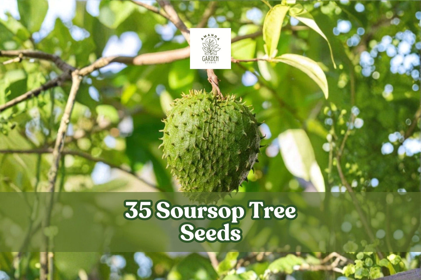 35 Soursop Tree Seeds for Planting Tropical Fruit Tree Annona muricata in Garden or Container