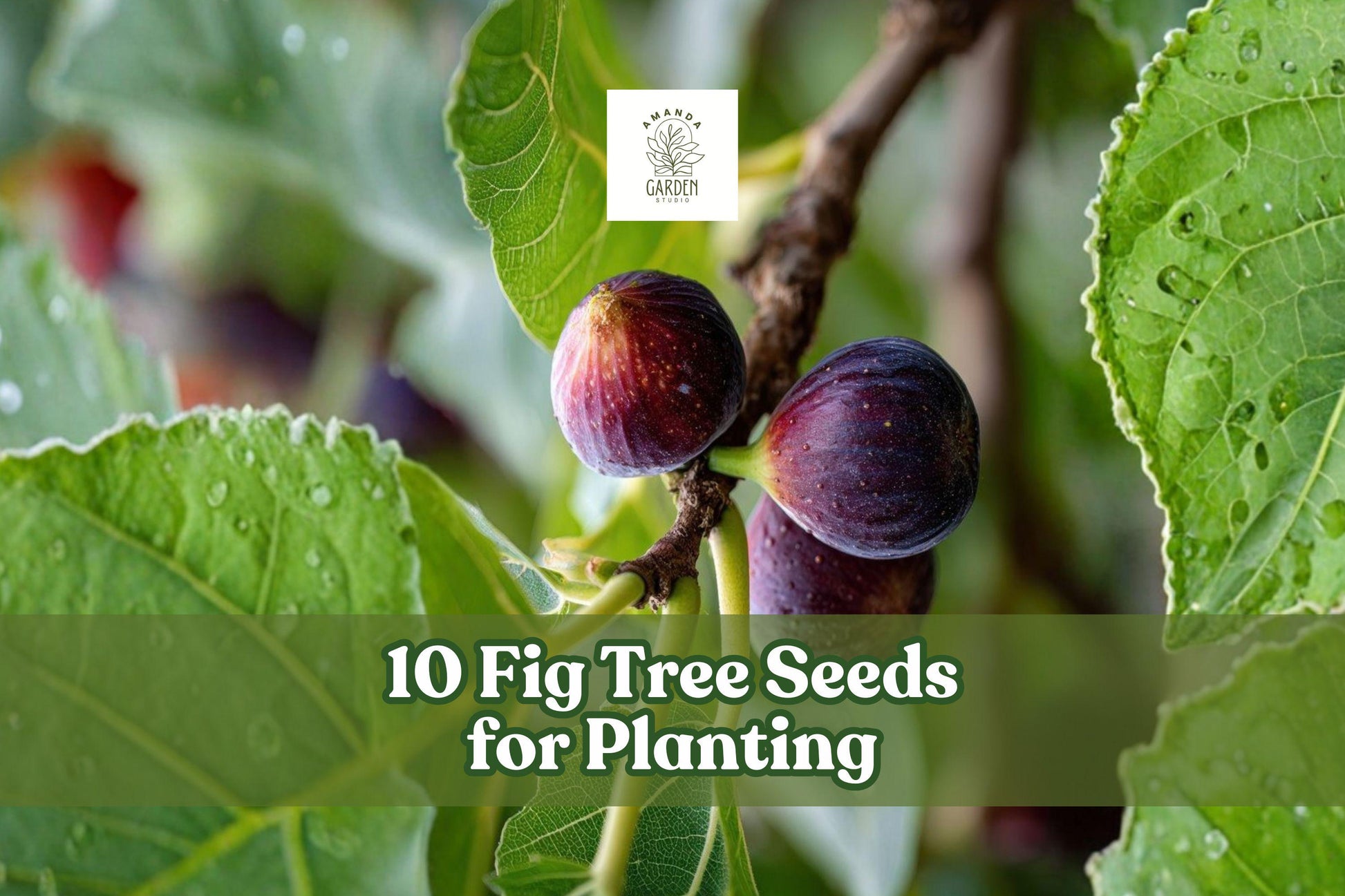 10 Fig Tree Seeds Ficus carica for Garden & Container Planting, Ornamental Tree, Full Sun, Warm Climate