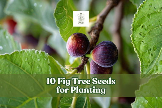 10 Fig Tree Seeds Ficus carica for Garden & Container Planting, Ornamental Tree, Full Sun, Warm Climate