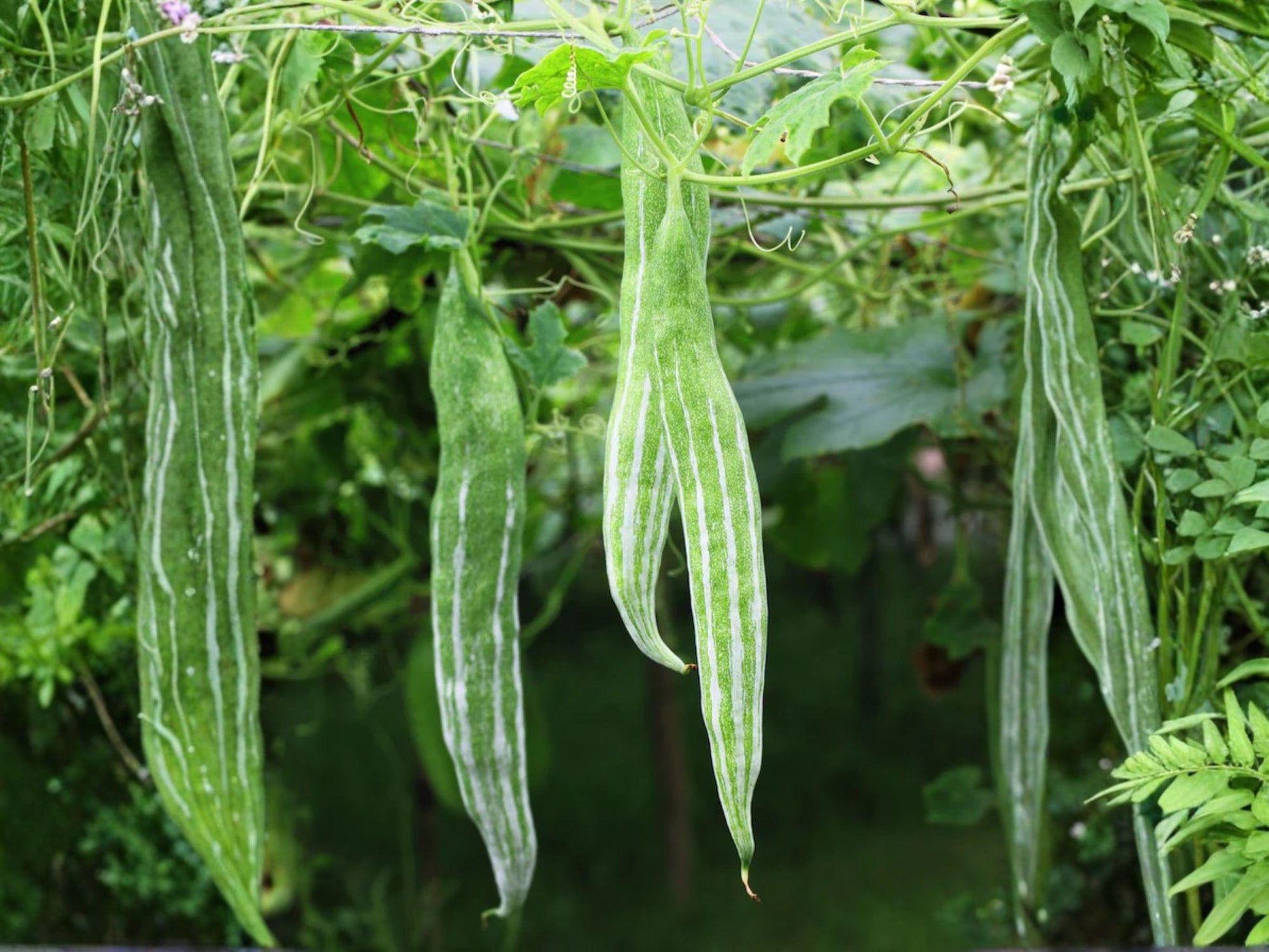 Snake Gourd Vegetable Seeds – 10 Light Green Curved Vining Plant Lagenaria Siceraria for Garden Growth