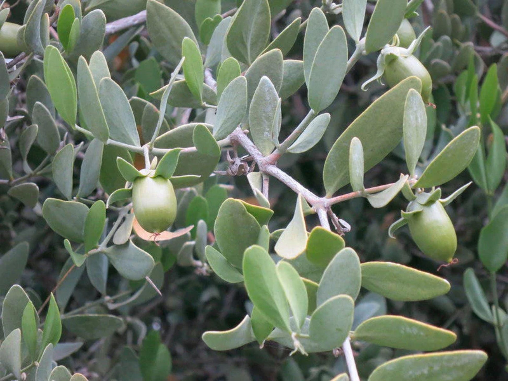 Jojoba Seeds Simmondsia Chinensis Tree for Drought Tolerance, Oil Production, Xeriscaping – 10 Seeds
