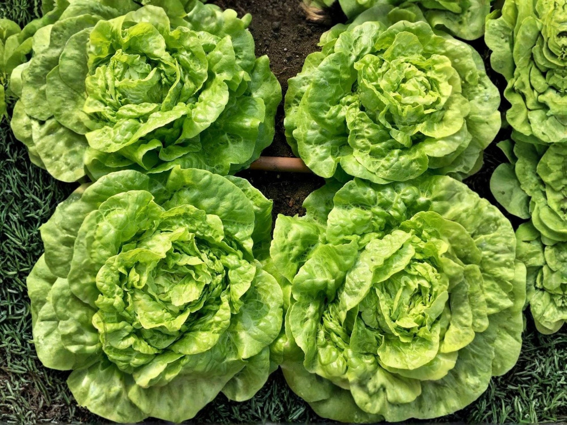 Tom Thumb Lettuce Seeds – Mini Butterhead Heirloom Salad Green, Compact Annual, Non-GMO, 1000 Seeds