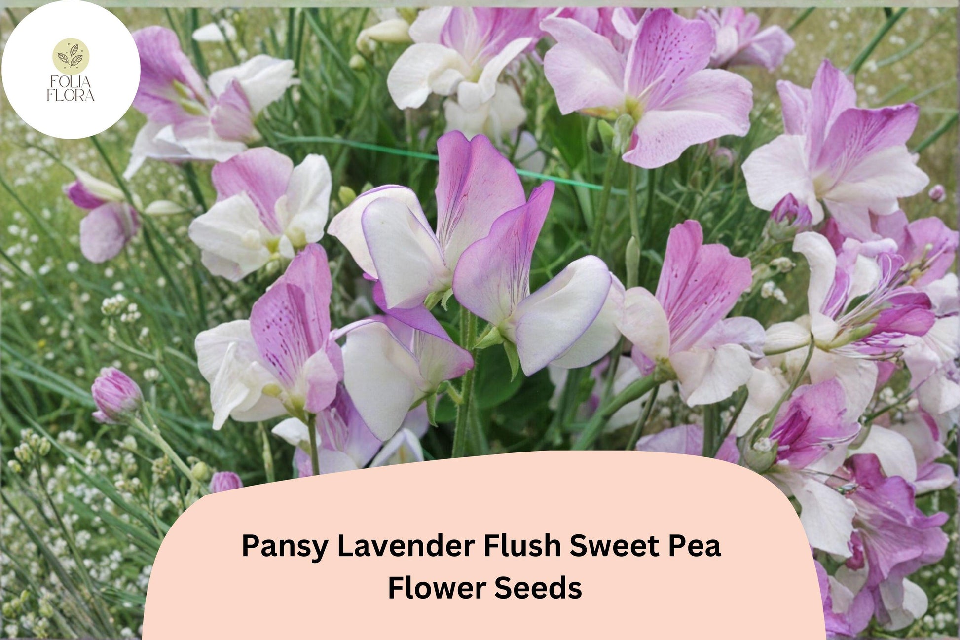 Pansy Lavender Flush Semi-Dwarf Sweet Pea Seeds | Lavender Climbing Vine for Garden & Trellis | Lathyrus odoratus
