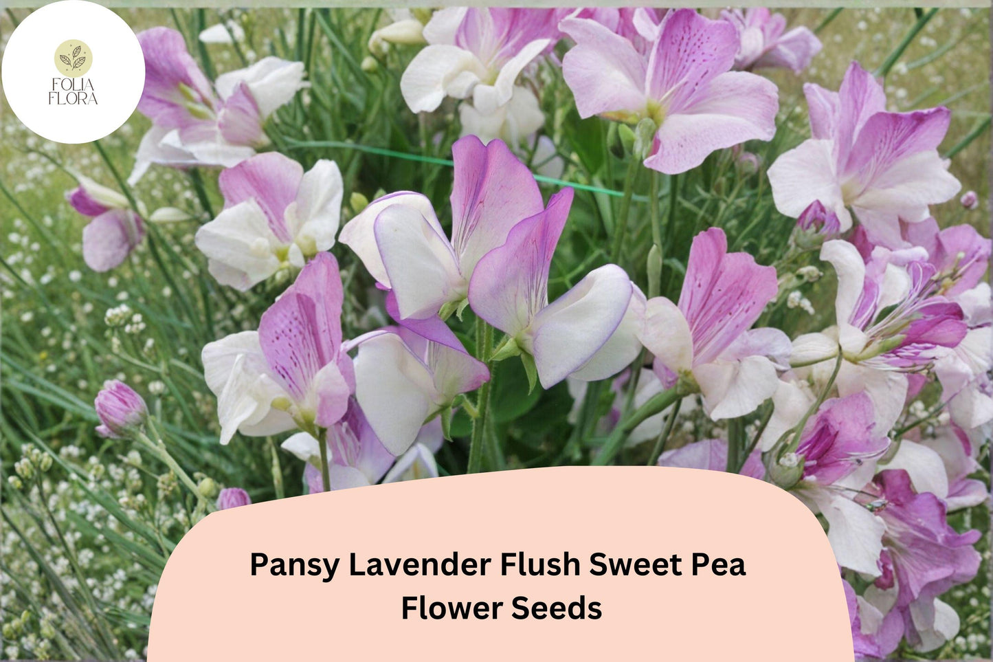 Pansy Lavender Flush Semi-Dwarf Sweet Pea Seeds | Lavender Climbing Vine for Borders & Containers | Lathyrus odoratus