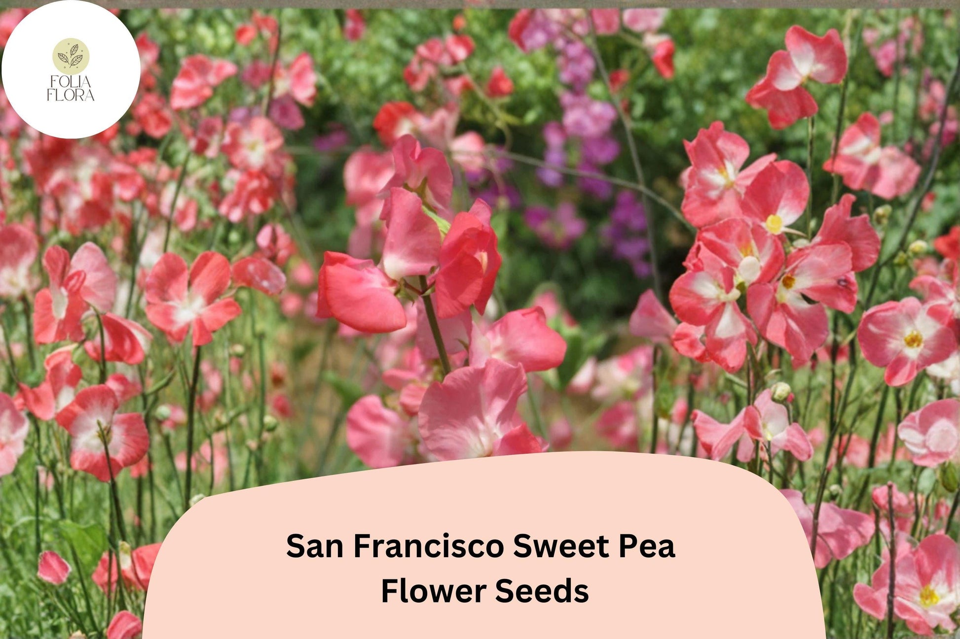 San Francisco Semi-Dwarf Sweet Pea Seeds | Soft Pink Climbing Flower | Lathyrus odoratus