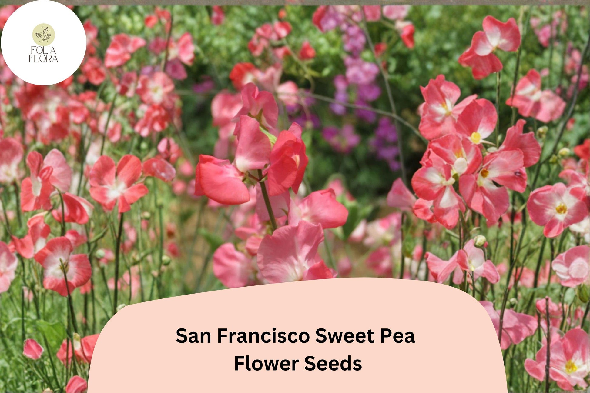 San Francisco Semi-Dwarf Sweet Pea Seeds | Soft Pink Climbing Flowers for Garden, Containers & Borders | Lathyrus odoratus