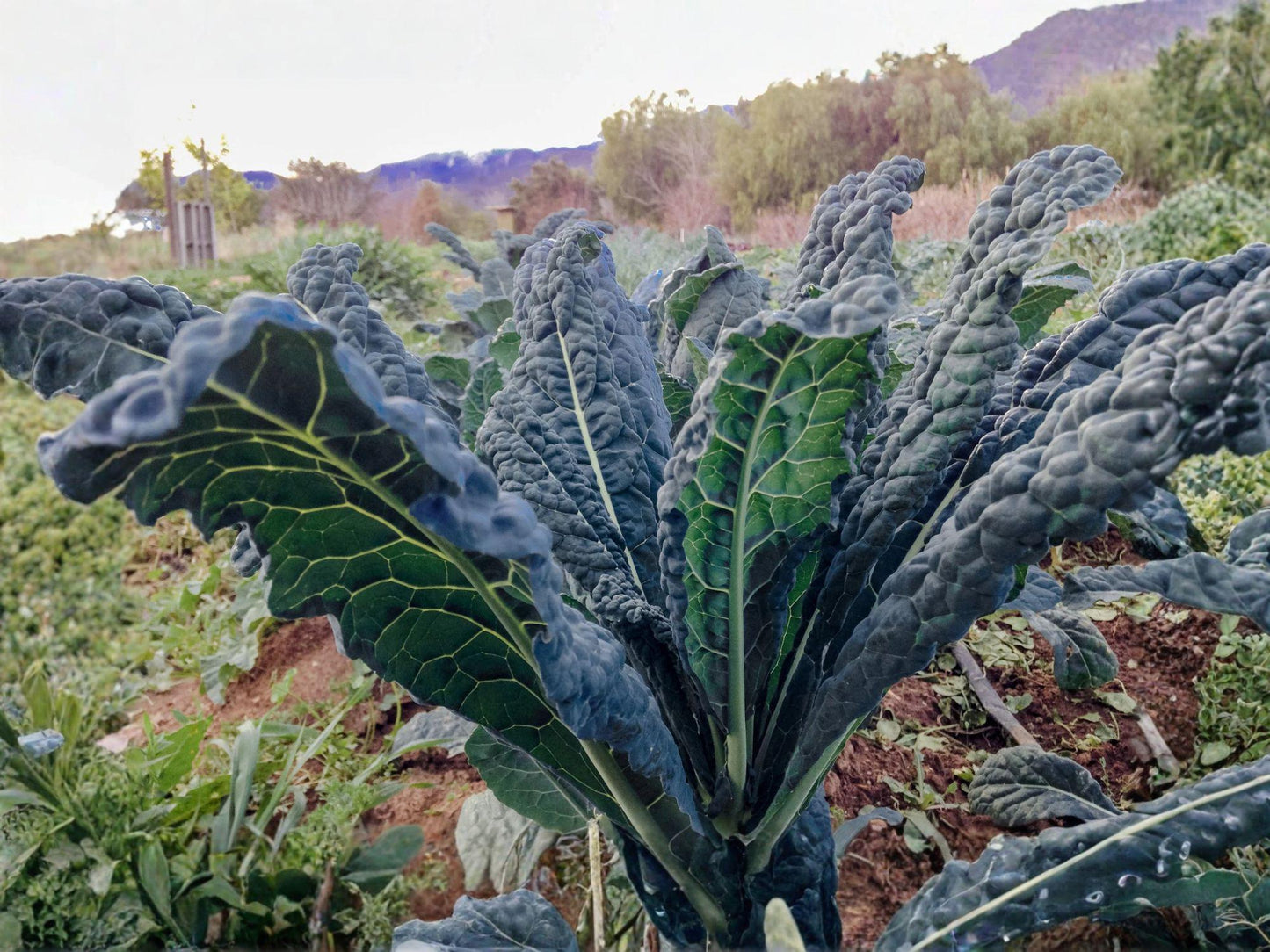 Lacinato Kale Seeds, Black Tuscan Kale, Dinosaur Kale, Brassica oleracea, 500 Seeds for Garden & Container Planting