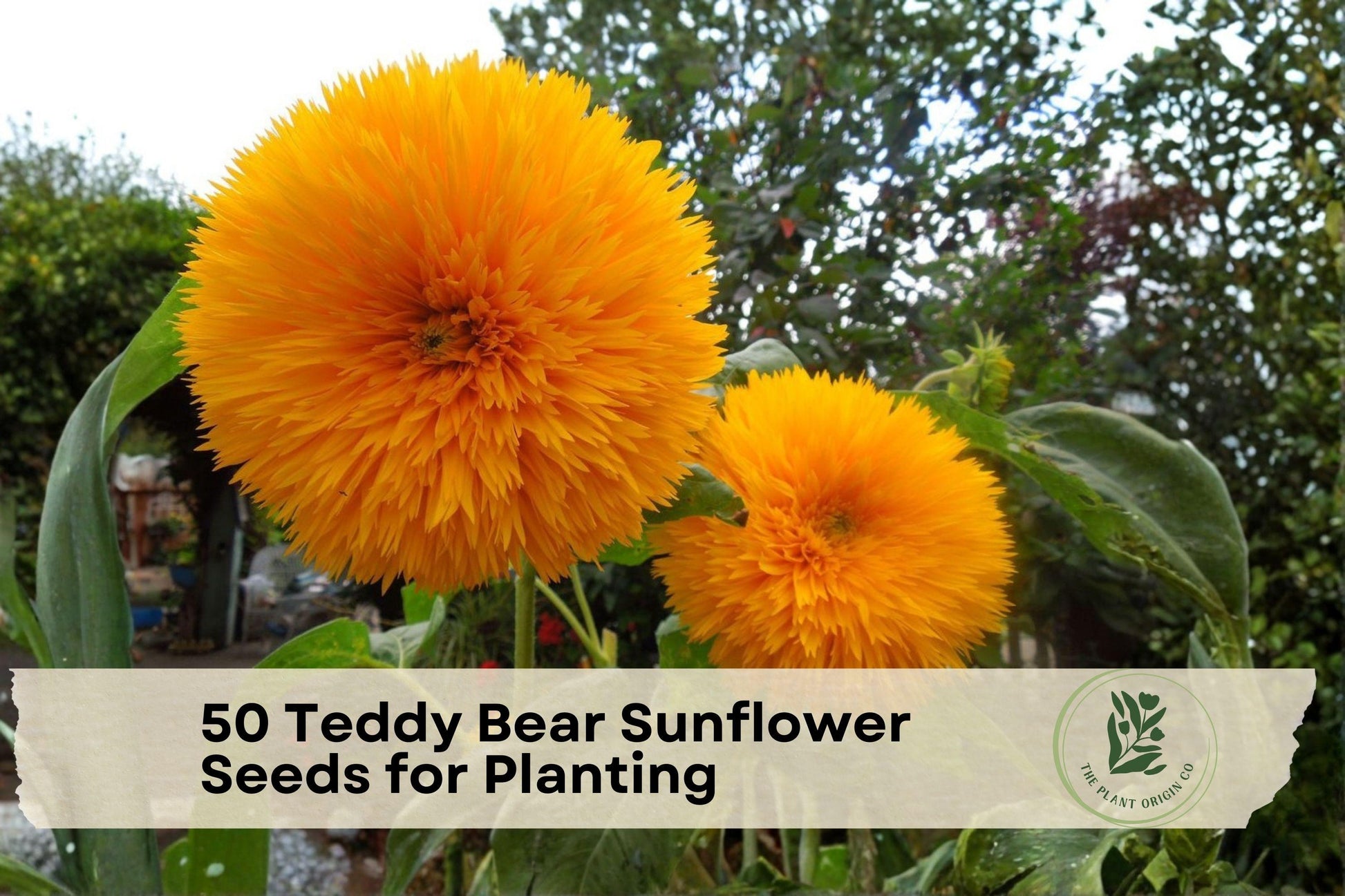 50 Teddy Bear Sunflower Seeds for Planting – Compact, Double Golden Blooms, Heirloom Non-GMO Helianthus annuus