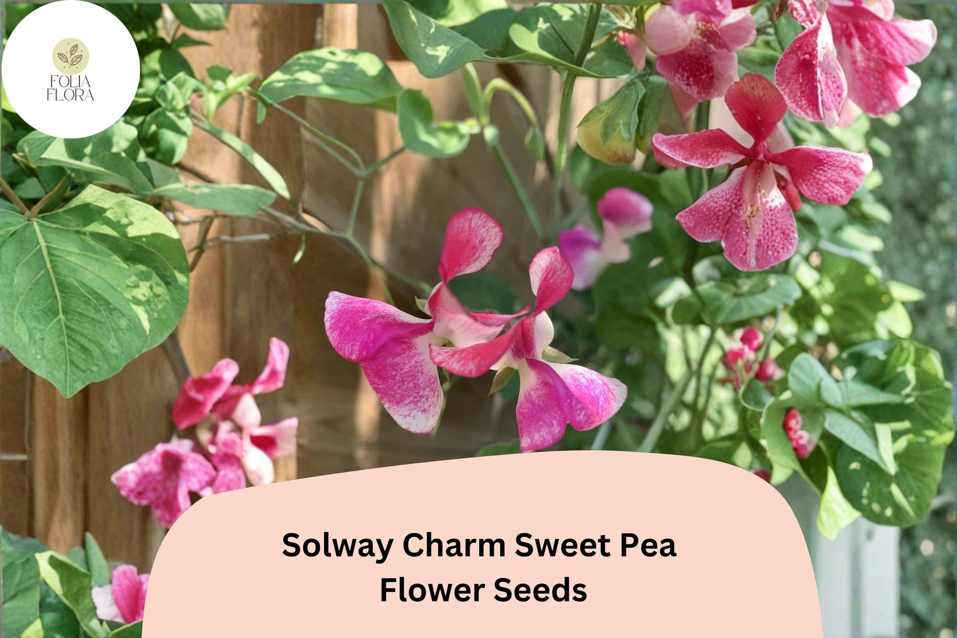 50+ Solway Charm Semi-Dwarf Sweet Pea Seeds | Soft Purple Climbing Flowers for Garden, Container & Border | Lathyrus odoratus