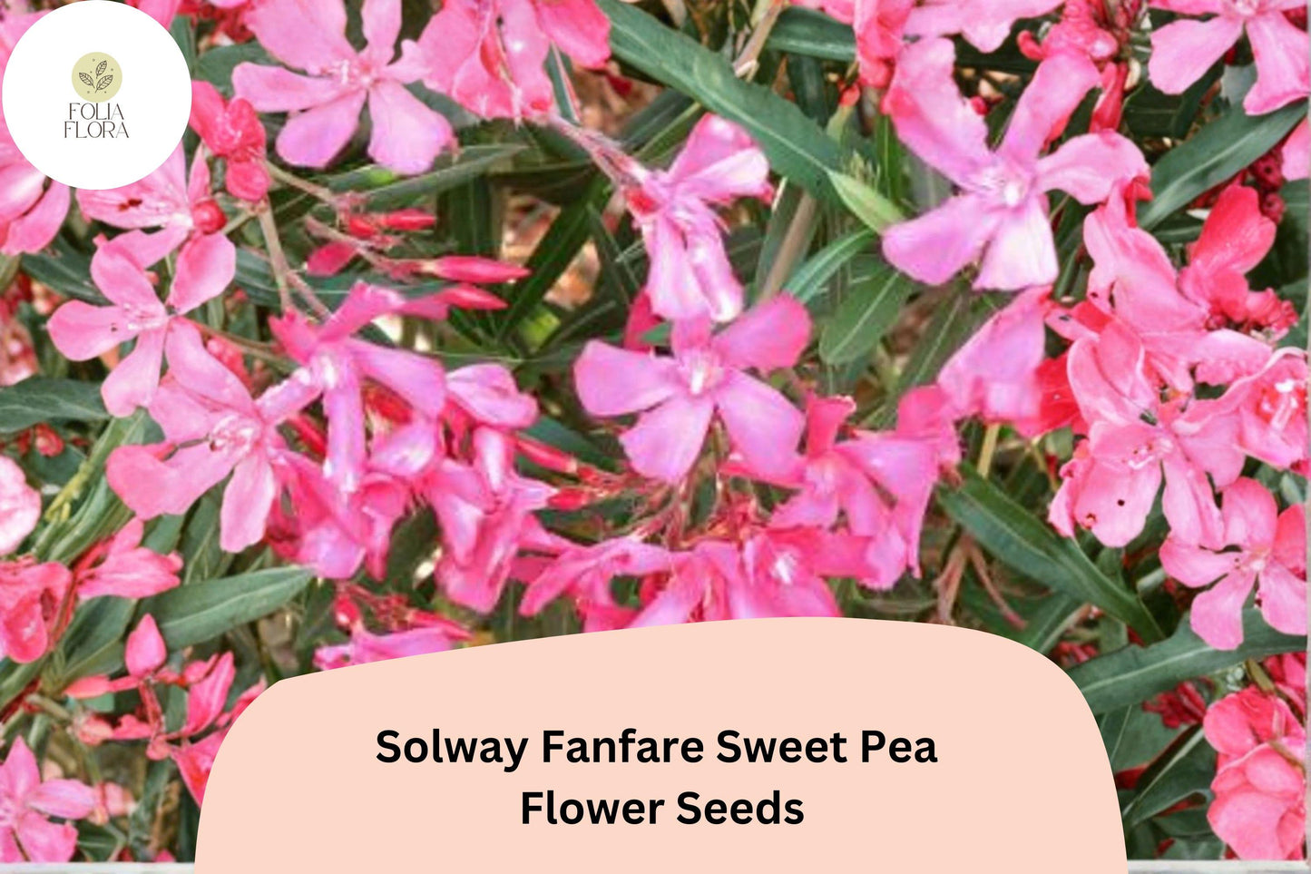 50+ Solway Fanfare Semi-Dwarf Sweet Pea Seeds | Pink Purple Climbing Vine for Gardens & Containers | Lathyrus odoratus