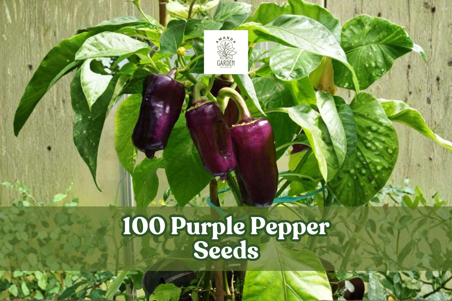 100 Purple Pepper Seeds for Planting - Capsicum annuum, Garden Vegetable, Purple Peppers for Home Gardens & Containers