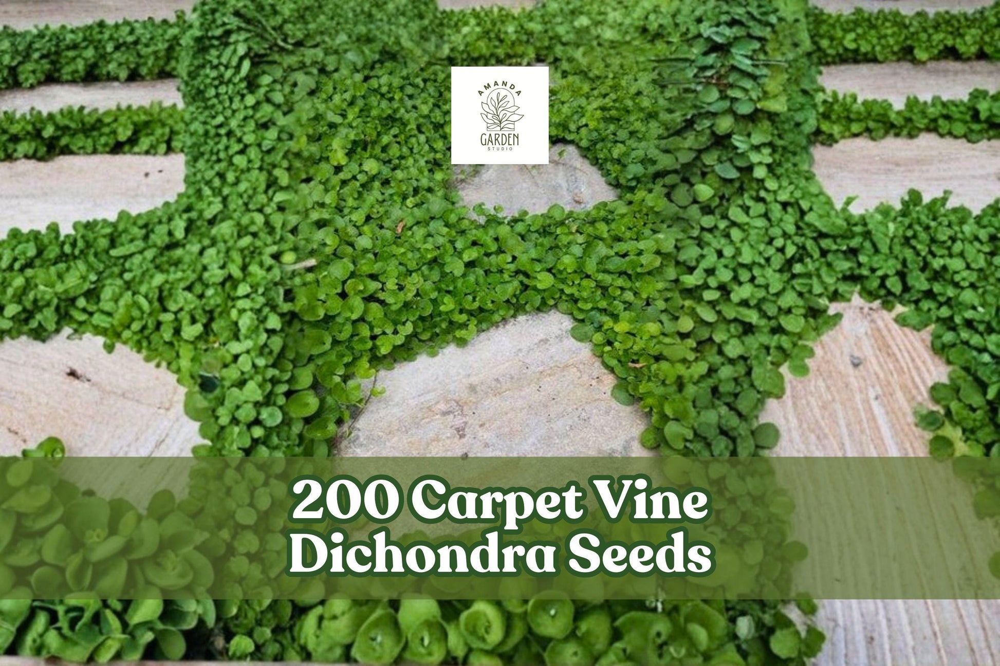 200 Carpet Vine Dichondra Seeds for Ground Cover, Garden, Landscape, Dichondra spp.