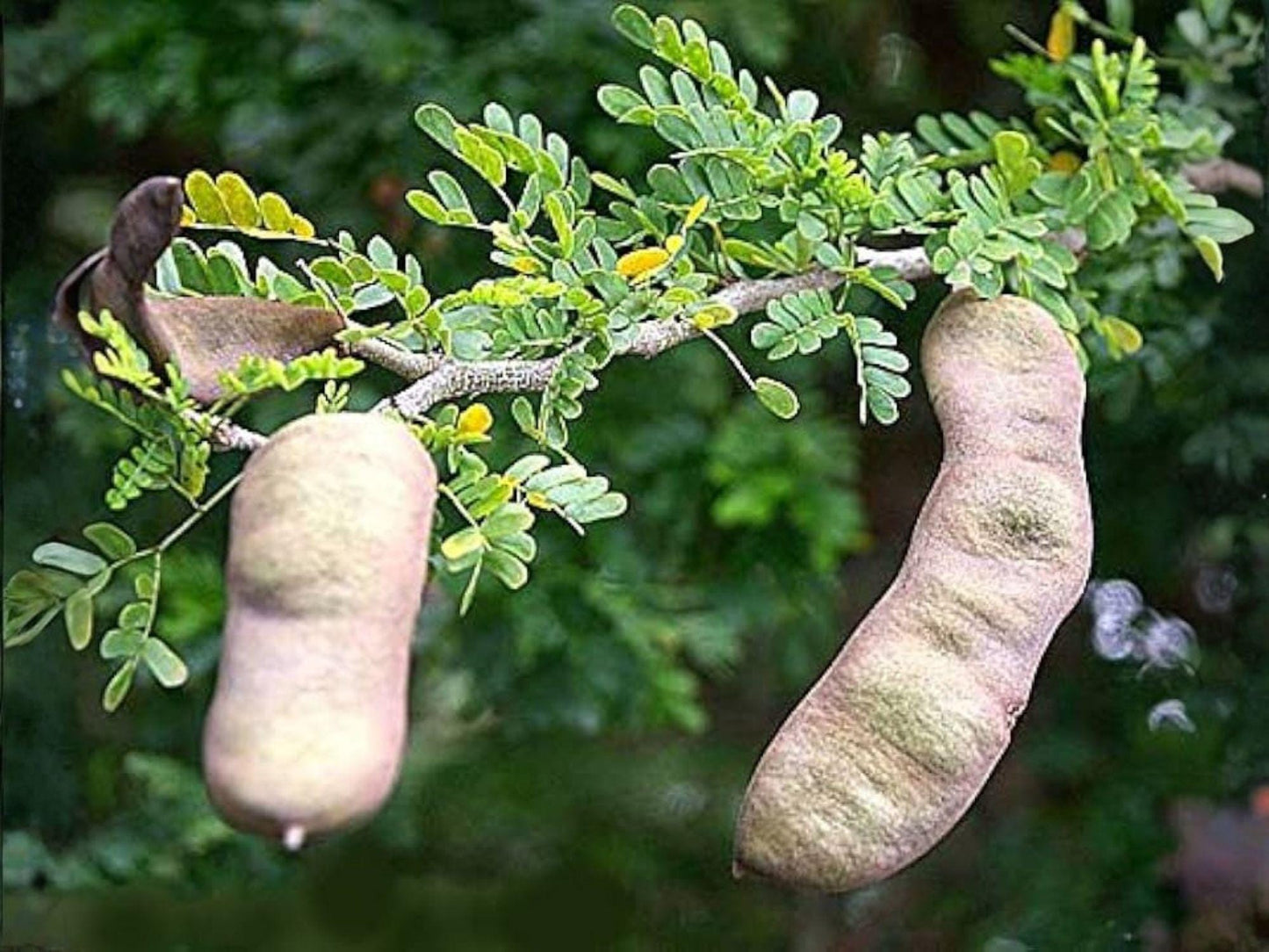 Texas Ebony Tree Seeds – Pithecellobium flexicaule, Native Evergreen, Drought Tolerant, Ornamental & Shade Tree Seeds