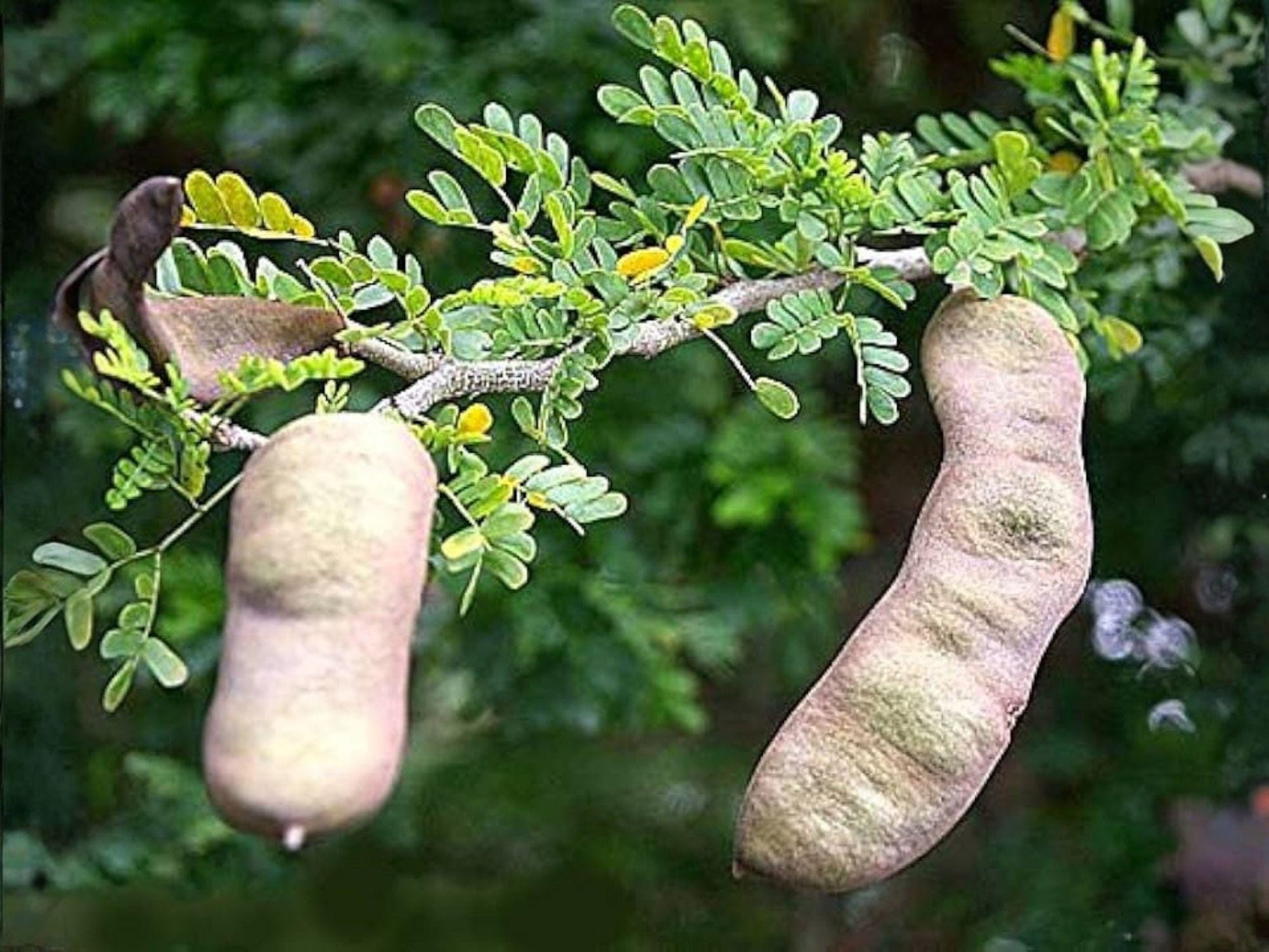 Texas Ebony Tree Seeds – Pithecellobium flexicaule, Native Evergreen, Drought Tolerant, Ornamental & Shade Tree Seeds